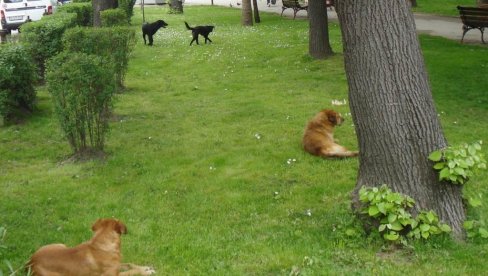 PRIJAVA ULIČNIH PASA: Građani pozvani da se obrate službi zoohigijene