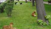 PRIJAVA ULIČNIH PASA: Građani pozvani da se obrate službi zoohigijene PRIJAVA ULIČNIH PASA: Građani pozvani da se obrate službi zoohigijene