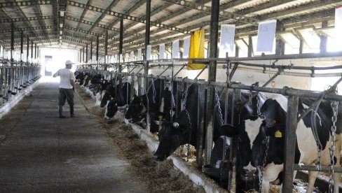 ЗА ПРИПЛОДНА ГРЛА 18 МИЛИЈАРДИ: Расписан јавни позив за подстицаје у сточарству