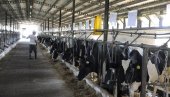ЗА ПРИПЛОДНА ГРЛА 18 МИЛИЈАРДИ: Расписан јавни позив за подстицаје у сточарству