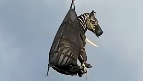 INTERNET SENZACIJA - ZEBRA U TORBI: Štraftasti begunac posle deset dana lutanja vraćen kući helikopterom (VIDEO) INTERNET SENZACIJA - ZEBRA U TORBI: Štraftasti begunac posle deset dana lutanja vraćen kući helikopterom (VIDEO)
