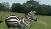 UHVAĆENA ODBEGLA ZEBRA U ZOO VRTU: Evo kako je pobegla - detalji incidenta u kome su povređena devojčica (2), njen otac i jedna žena