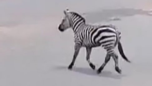DRAMA U BEOGRADSKOM ZOO VRTU: Zebra pobegla iz kaveza, povredila dete i čoveka DRAMA U BEOGRADSKOM ZOO VRTU: Zebra pobegla iz kaveza, povredila dete i čoveka