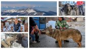 STAZE KOSMETA - ŠAR-PLANINA: Kako sam pripitomio vučicu? (VIDEO)