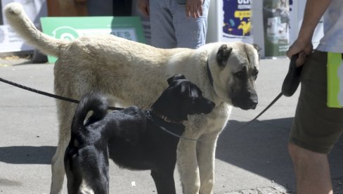 UDOMLJENO 15 LJUBIMACA: Festival Ulični psi okupio na Kalemegdanu veliki broj Beograđana UDOMLJENO 15 LJUBIMACA: Festival Ulični psi okupio na Kalemegdanu veliki broj Beograđana