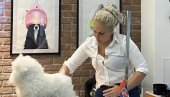 СРЕЂУЈУ МЕЗИМЦЕ И БЕЗ ЛИЦЕНЦЕ: Смрт пудле Тили после третмана, отворила питање начина и услова рада грумера