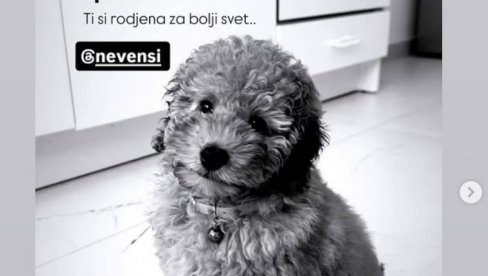 NASTAVLJA SE DRAMA ZBOG SMRTI PUDLE TILI: Čovek koji je optužen u javnosti za smrt psa, dobija pretnje smrću