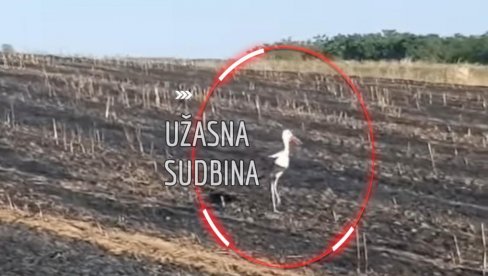 SLIKA IZ SRBIJE KOJA SLAMA SRCE: Tragičan razlog zašto roda 2 dana ne napušta zgarište - izgorelo 2 hektara žita SLIKA IZ SRBIJE KOJA SLAMA SRCE: Tragičan razlog zašto roda 2 dana ne napušta zgarište - izgorelo 2 hektara žita