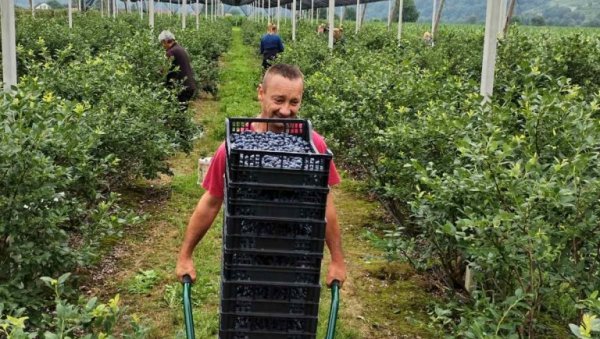 ЕПИЛОГ БЕРБЕ БОРОВНИЦА И ВИШАЊА У МАЧВИ, ЈАДРУ, АЗБУКОВИЦИ И РАЂЕВИНИ: Цена испратила род и квалитет ЕПИЛОГ БЕРБЕ БОРОВНИЦА И ВИШАЊА У МАЧВИ, ЈАДРУ, АЗБУКОВИЦИ И РАЂЕВИНИ: Цена испратила род и квалитет