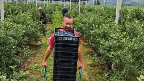 EPILOG BERBE BOROVNICA I VIŠANJA U MAČVI, JADRU, AZBUKOVICI I RAĐEVINI: Cena ispratila rod i kvalitet EPILOG BERBE BOROVNICA I VIŠANJA U MAČVI, JADRU, AZBUKOVICI I RAĐEVINI: Cena ispratila rod i kvalitet
