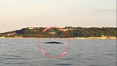 ВЕЛИЧАНСТВЕН ПРИЗОР: Морски див поново снимљен у Јадрану: Био је 50 метара од нас, на дубини од 37 (ВИДЕО) ВЕЛИЧАНСТВЕН ПРИЗОР: Морски див поново снимљен у Јадрану: Био је 50 метара од нас, на дубини од 37 (ВИДЕО)