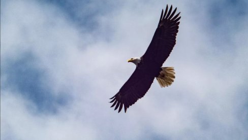 DANAS JE TRAMP IZLETEO IZ GNEZDA: Mladunče beloglavog orla u ruskom zoološkom vrtu dobilo ime po aameričkom predsedniku DANAS JE TRAMP IZLETEO IZ GNEZDA: Mladunče beloglavog orla u ruskom zoološkom vrtu dobilo ime po aameričkom predsedniku