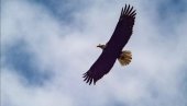 ДАНАС ЈЕ ТРАМП ИЗЛЕТЕО ИЗ ГНЕЗДА: Младунче белоглавог орла у руском зоолошком врту добило име по аамеричком председнику