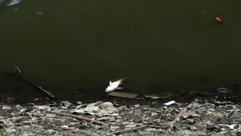 POMOR RIBE UZ SAVSKO JEZERO: Šokantne scene u Čukaričkom rukavcu, inpekcija odmah reagovala