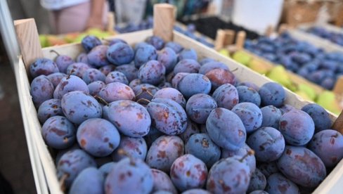 ШЉИВОМ ДО ПУНОГ НОВЧАНИКА: Шта све треба знати пре подизања засада - Детаљан водич за уносан бизнис