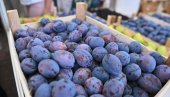 СУША И МРАЗ ОБРАЛИ  РОД :  Због временских неприлика воћари РС у проблему