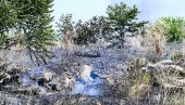 ПЛАНУЛО РАСТИЊЕ И ДИВЉА ДЕПОНИЈА: Избио пожар поред Батајничког друма, ватра гашена неколико сати