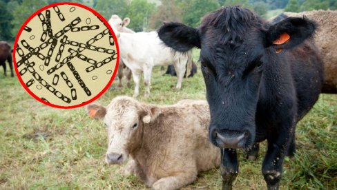 ПАНИКА У ХРВАТСКОЈ ЗБОГ ОПАСНЕ БОЛЕСТИ Сазвана хитна конференција: Може се пренти на људе