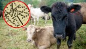 ПАНИКА У ХРВАТСКОЈ ЗБОГ ОПАСНЕ БОЛЕСТИ Сазвана хитна конференција: Може се пренти на људе