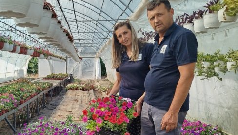 ЦВЕЋЕ ЛЕПОТОМ ВРАЋА УЛОЖЕНО: Јовановићи из околине Параћина приводе крају пролећни програм производње у 12 пластеника ЦВЕЋЕ ЛЕПОТОМ ВРАЋА УЛОЖЕНО: Јовановићи из околине Параћина приводе крају пролећни програм производње у 12 пластеника