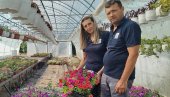ЦВЕЋЕ ЛЕПОТОМ ВРАЋА УЛОЖЕНО: Јовановићи из околине Параћина приводе крају пролећни програм производње у 12 пластеника