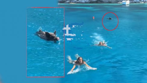 ALEKS JEVTIĆ OBJAVILA SNIMAK: Bežale od divlje svinje na moru u Grčkoj (VIDEO) ALEKS JEVTIĆ OBJAVILA SNIMAK: Bežale od divlje svinje na moru u Grčkoj (VIDEO)