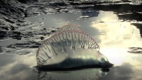 ALARMANTNA SITUACIJA ŠIROM EVROPE: Nekoliko plaža zatvoreno zbog pojave opasnog bića u moru (VIDEO) ALARMANTNA SITUACIJA ŠIROM EVROPE: Nekoliko plaža zatvoreno zbog pojave opasnog bića u moru (VIDEO)