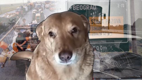 DENA 140 DANA POSLE OLUJE NAŠLA VLASNIKE: Peške od Krajine do Rume, neverovatan put dug 500km - kraj života dočekala na drugom kraju sveta DENA 140 DANA POSLE OLUJE NAŠLA VLASNIKE: Peške od Krajine do Rume, neverovatan put dug 500km - kraj života dočekala na drugom kraju sveta