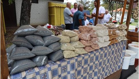 DŽABA KOLENICE, KAD PASULJA NI ZA KOTLIĆ NEMA: Na Banatskim njivama suša obrala ovogodišnji rod omiljene mahunarke, ratari na gubitku DŽABA KOLENICE, KAD PASULJA NI ZA KOTLIĆ NEMA: Na Banatskim njivama suša obrala ovogodišnji rod omiljene mahunarke, ratari na gubitku