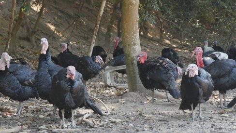 JEDAN OD RETKIH U SRBIJI: Domaćin Marčeta drži 900 ćuraka i sve radi sam JEDAN OD RETKIH U SRBIJI: Domaćin Marčeta drži 900 ćuraka i sve radi sam