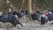 JEDAN OD RETKIH U SRBIJI: Domaćin Marčeta drži 900 ćuraka i sve radi sam