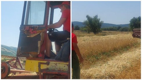 ŽETEOCI NA STAROJ PLANINI: Porodica Ivanov požnjela je zrna sa skoro 15 hektara zemlje (VIDEO)