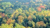 Ko li samo kroči u ovu šumu - debelo je nagrabusio! Država uvela ZABRANU
