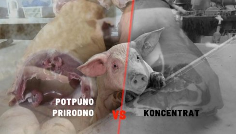 Jednu svinju hranili prirodno, drugu koncentratom: Vidite razliku u mesu - farma je ISTA, uslovi isti (FOTO) Jednu svinju hranili prirodno, drugu koncentratom: Vidite razliku u mesu - farma je ISTA, uslovi isti (FOTO)