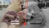 Једну свињу хранили природно, другу концентратом: Видите разлику у месу - фарма је ИСТА, услови исти (ФОТО)