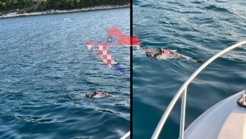 УЖАС У ХРВАТСКОЈ: Морем плутају мртви делфини - крвави и раскомадани (ФОТО)