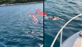 UŽAS U HRVATSKOJ: Morem plutaju mrtvi delfini - krvavi i raskomadani (FOTO)