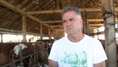 КРИЗА ВИШЕ НЕ РАСИПА МЛЕКО: Стимулативне мере државе дају резултате у домаћем млекарству