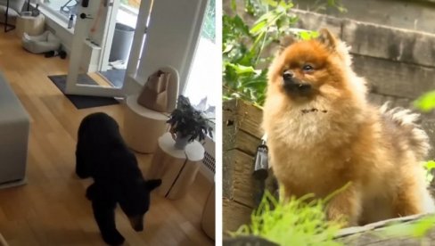 JURIO GA PO IMANJU: Pomeranac oterao medveda iz kuće (VIDEO) JURIO GA PO IMANJU: Pomeranac oterao medveda iz kuće (VIDEO)
