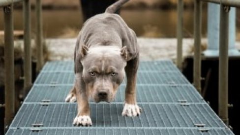RAZJARENI PIT BUL NASRNUO NA ŽENU SA BEBOM U NARUČJU! Jeziva scena u dvorištu porodične kuće u Bečmenu RAZJARENI PIT BUL NASRNUO NA ŽENU SA BEBOM U NARUČJU! Jeziva scena u dvorištu porodične kuće u Bečmenu