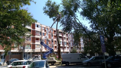 ОРЕЗИВАЊЕ ДРВЕЋА: Уклањају се оштећене гране у центру града