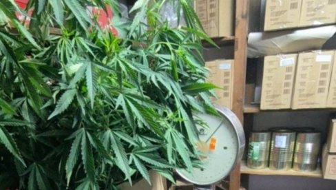 STRUČNJACI UPOZORAVAJU: Marihuana može da utiče na plodnost kod žena STRUČNJACI UPOZORAVAJU: Marihuana može da utiče na plodnost kod žena
