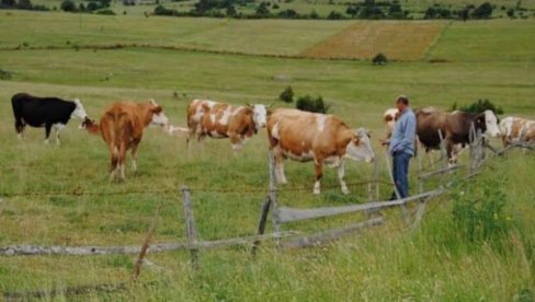 ЧАК 600 СЕЛА НЕМА НИЈЕДНЕ КРАВЕ: Депопулација и старење становништва у потпуности променили образац живота у руралним подручјима