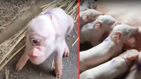 U Srbiji rođeno prase sa JEDNIM OKOM nasred čela! Bojanići umrli od straha kad je izašlo - ŠESTO od 18 U Srbiji rođeno prase sa JEDNIM OKOM nasred čela! Bojanići umrli od straha kad je izašlo - ŠESTO od 18