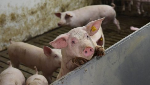 OPASAN DISBALANS NA TRŽIŠTU MESA: Cena tovljenika pada, dok cena čvaraka raste