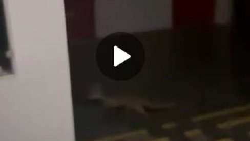 ФИЛОЗОФСКИ ФАКУЛТЕТ У НОВОМ САДУ - ЛЕГЛО ЗАРАЗЕ: Тоне смећа, лисица и пацови шетају ходницима (ВИДЕО)
