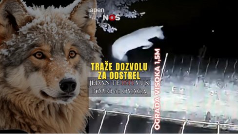 TRAŽE OD DRŽAVE DA GA UBIJU: Vuk zaklao 60 ovaca - 20 puta preskočio ogradu od METAR I PO! Povratnik snimljen nadzornim kamerama (V TRAŽE OD DRŽAVE DA GA UBIJU: Vuk zaklao 60 ovaca - 20 puta preskočio ogradu od METAR I PO! Povratnik snimljen nadzornim kamerama (V