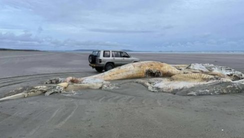 Ogroman leš misterioznog bića isplivao na poznatu plažu, svi se pitaju ŠTA JE TO? (FOTO) Ogroman leš misterioznog bića isplivao na poznatu plažu, svi se pitaju ŠTA JE TO? (FOTO)
