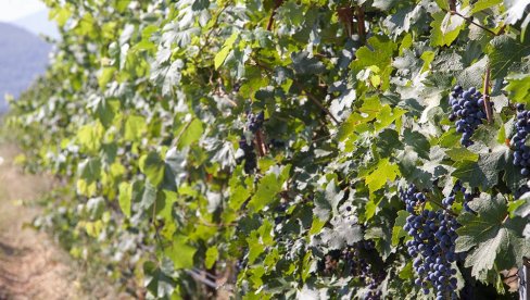TREBINJSKI VINOGRADARI IMAJU RAZLOGA ZA ZADOVOLJSTVO:  Vrhunski kvalitet i veći prinosi grožđa nego lani