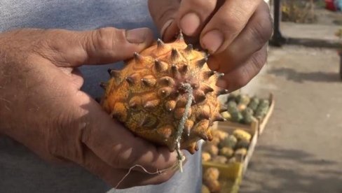 KOMAD KOŠTA I DO 200 DINARA, PODSEĆA NA KIVI, A USPEVA I NA OBRONCIMA PLANINA: Borko gaji biljke koje retko ko ima u Srbiji (VIDEO) KOMAD KOŠTA I DO 200 DINARA, PODSEĆA NA KIVI, A USPEVA I NA OBRONCIMA PLANINA: Borko gaji biljke koje retko ko ima u Srbiji (VIDEO)